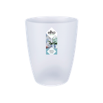 brussels orchidée haut 12,5cm transparent